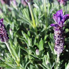 Lavandula stoechas 'Double Anouk' - Spanish Lavender