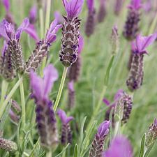 Lavandula stoechas 'Anouk' - Spanish lavender