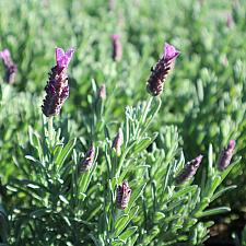 Lavandula stoechas 'Anouk Supreme' - Spanish lavender