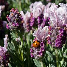 Lavandula stoechas 'Boysenberry Ruffles' - Spanish lavender