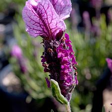 Lavandula stoechas 'Coco Dark Pink' - Spanish lavender