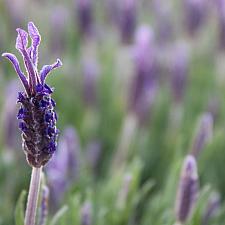 Lavandula stoechas 'Dedication' - Spanish lavender