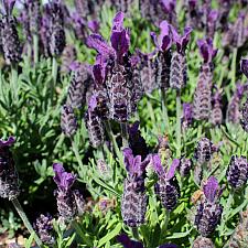 Lavandula stoechas 'Luxurious' - Spanish lavender