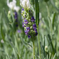 Lavandula stoechas 'Madrid Blue' - Spanish lavender