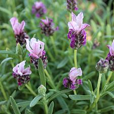 Lavandula stoechas 'Madrid Pink' - Spanish lavender