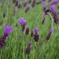 Lavandula stoechas ‘Otto Quast’ - Spanish lavender