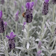 Lavandula stoechas 'Silver Anouk' - Spanish lavender