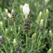 Lavandula stoechas 'White Anouk' - Spanish lavender