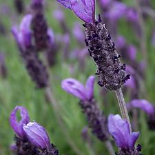 Lavandula stoechas ‘Willow Vale’ - Spanish lavender