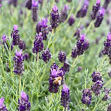 Lavandula stoechas 'Winter Bee' - Spanish lavender