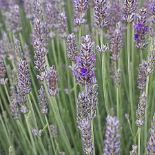 Lavandula x intermedia ‘Provence’ - Lavender