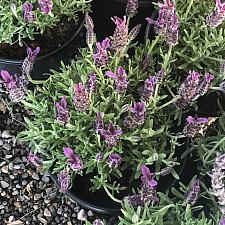 Lavandula stoechas 'Anouk Deep Rose' - Spanish lavender