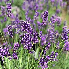 Lavandula angustifolia 'Big Time Blue' - English lavender