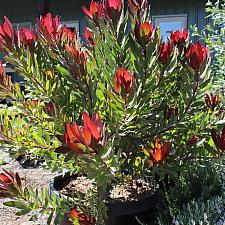 Leucadendron ‘Red Gem’ - No common name