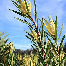 Leucadendron salignum 'Golden Tip' - No common name