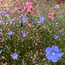 Linum lewisii - Blue flax