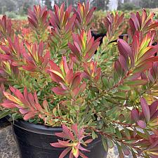 Leucadendron salignum 'Winter Red' - No common name