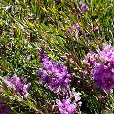 Melaleuca thymifolia - Thyme honey myrtle