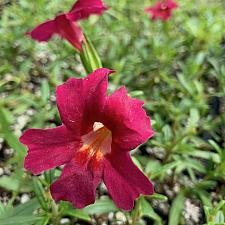 Mimulus 'Jelly Bean Red' - Jelly Bean Red Monkeyflower