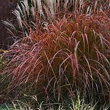 Miscanthus sinensis 'Fire Dragon' - Eulalia grass