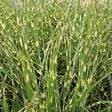 Miscanthus sinensis 'Bandwidth' - Maiden grass
