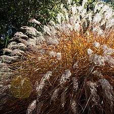 Miscanthus sinensis ‘Adagio’ - Eulalia grass