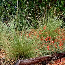Muhlenbergia dubia - Pine muhly