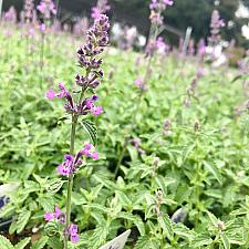 Nepeta 'Little Trudy' - Catmint