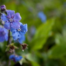 Omphalodes cappadocica - Navelseed