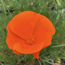 Eschscholzia californica 'Orange King' - California poppy