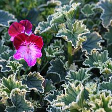 Pelargonium 'Oldbury Duet' - Geranium