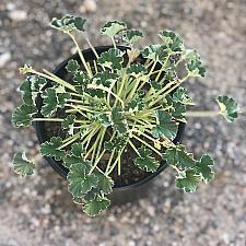 Pelargonium sidoides - Cranesbill