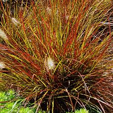 Pennisetum alopecuroides 'Burgundy Bunny' - Miniature fountain grass