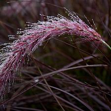 Pennisetum setaceum ‘Rubrum Dwarf’ - Dwarf purple-leaved fountain grass