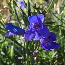 Penstemon heterophyllus ‘Blue Springs’ - Foothill penstemon