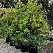 Podocarpus gracilior - Fern pine