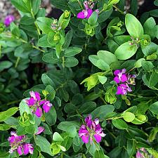 Polygala myrtifolia 'Grandiflora' - Sweet pea bush