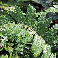 Polystichum polyblepharum - Korean tassel fern