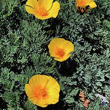 Eschscholzia cal. var. maritima 'Sonoma Coast' - California poppy