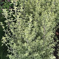 Prostanthera ovalifolia 'Variegata' - Variegated Australian mint bush