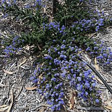 Ceanothus impressus 'Puget Blue' - Santa Barbara ceanothus