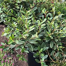 Rhamnus californica ‘Eve Case’ - Coffeberry
