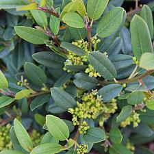 Rhamnus californica ‘Mound San Bruno’ - Coffeeberry