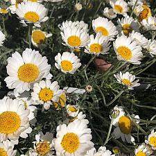 Rhodanthemum hosmariense - Moroccan daisy