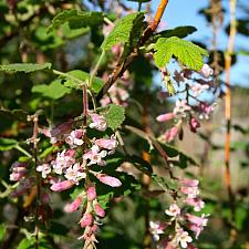 Ribes malvaceum ‘Dancing Tassels’ - Chapparal currant