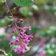 Ribes sanguineum var. glutinosum ‘Claremont’ - Red-flowering currant