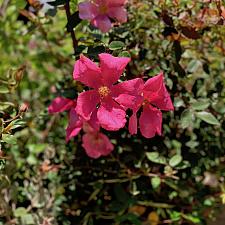 Rosa x odorata ‘Mutabilis’ - China rose