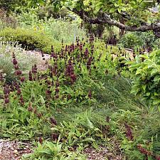 Salvia spathacea - Hummingbird sage