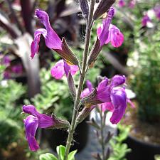Salvia 'Ultra Violet' - Ultra Violet sage