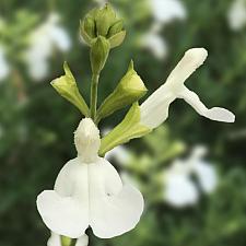Salvia VIBE® Ignition 'White' - VIBE Sage